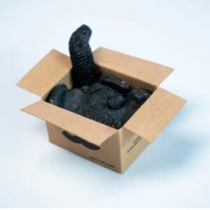 PRE-ORDER Box cat Black (Jan-16-2026)