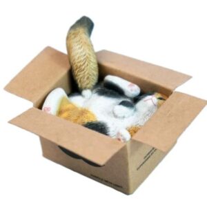 PRE-ORDER Box cat Tricolor (Jan-16-2026)